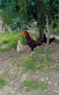 خروس لاری اصیل با دوتا اردک نر ماده