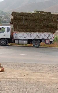 یونجه خشک مخصوص بره