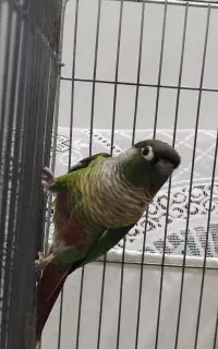 گرینچیک نر معاوضه با گرینچیک ماده