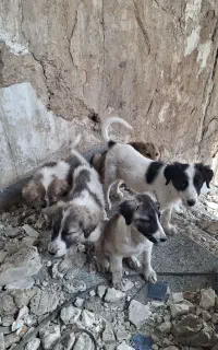 سگ واگذاری