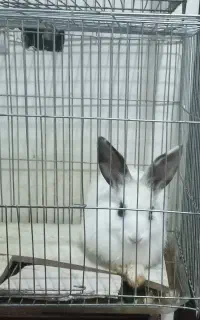 خرگوش باهوش