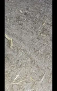 پهن .کود حیوانی