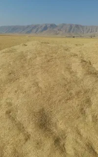 فروش کاه