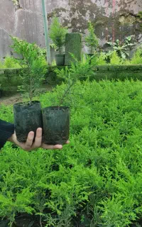لاوسون نایلکس سطل3و 12سروشیرازیاس هلندی شمشادزمینی