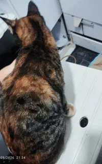 گربه