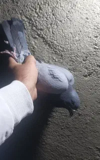 کبوترقزوینی