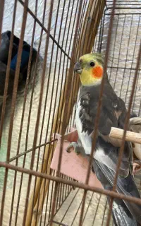 طوطی عروس نر