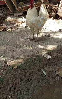 به دلیل نداشتن جا