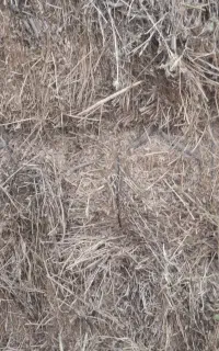 یونجه خشک انباری