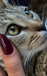 واگذاری گربه