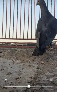 نرماده   زاغ کرمونی  عتیقه