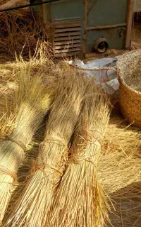 ساقه برنج(کولوش)