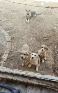 واگذاری ماده پژدر