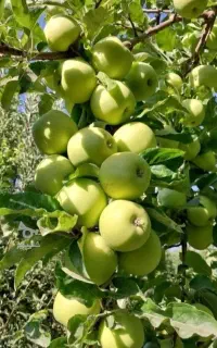 مشاوره تغذیه گیاهان،مزرعه گلخانه ودرختان