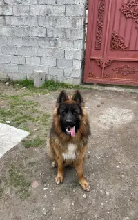 سگ ژرمن گمشده