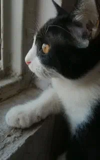 گربه تاکسیدو