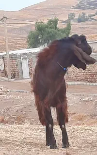 نربز یا ساورین