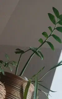 خط تلفن ثابت