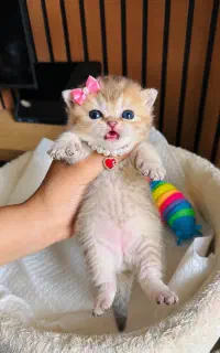 گربه بلک‌گلد صورت گرد و تپل