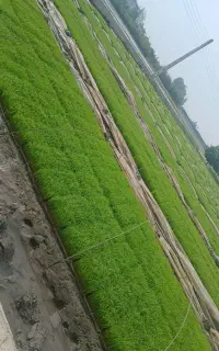 فروش نشاء جعبه ای برنج درجه ۱، آماده کشت