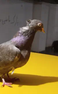کبوترپر