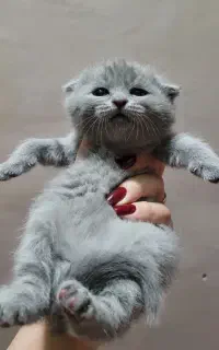 دو عکس اخر عکس پدر ومادر