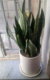 گل طبیعی