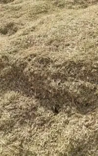 مقدار ۱۲ تن کاه لوبیا روستای اوریه