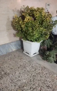 شمشاد 1متری بوته ای