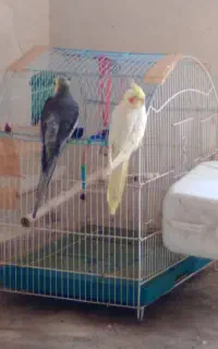 گم شده عروس