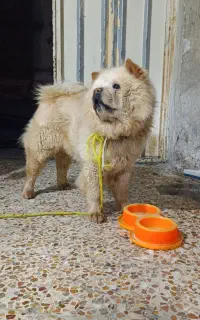 سگ چاو چاو نر 2 ساله