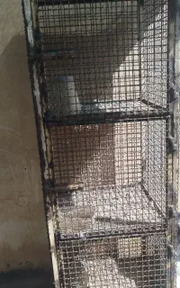 قفس آهنی