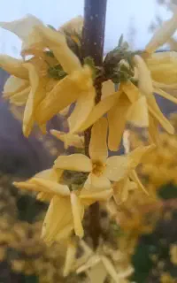 دو عدد خط تلفن رند