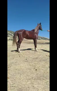 خریدوفروش اسب پالانی به صورت انلاین درمنزل