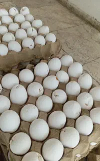 تخم مرغ شکسته