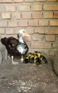 ادرک خارجی با جوجه هایش