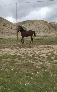 اسب