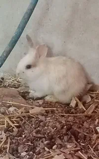بچه خرگوش ساده و خرگوش لوپ