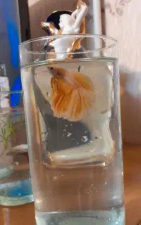 ۳عدد فایتر سوپرسایز هافمون