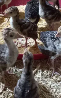 جوجه بوقلمون