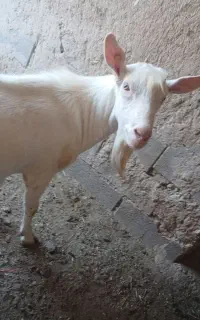 بزغاله  سانن