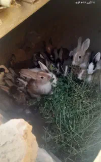 مرغ و خرگوش