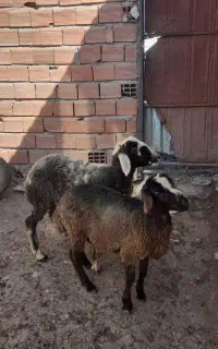 دو راس بره نر