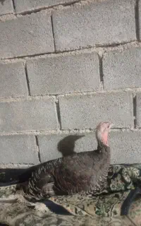 بوقلمون ماده