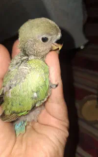 جوجه طوطی کوتوله برزیلی سرلاکی