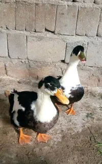 اردک