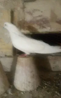 کفتر