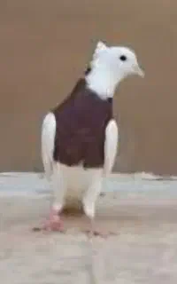 غذای کبوتر
