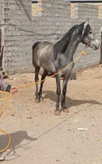 اسب نریان کورد
