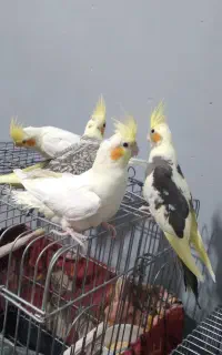 ۴ عدد عروس هلندی ۴ ماهه